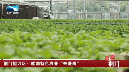 荊門掇刀區(qū) 吹響特色農(nóng)業(yè)奮進(jìn)曲，譜寫農(nóng)林牧漁新篇章