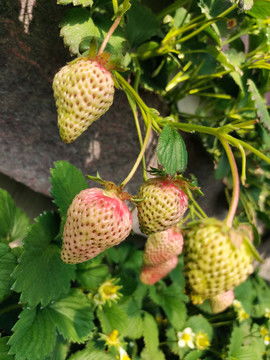 幼苗與園林苗木 農(nóng)林牧漁的生態(tài)之美與攝影素材應(yīng)用