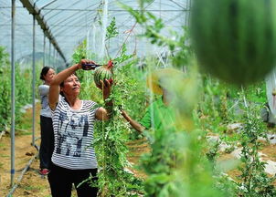 改革開放四十年 漢中工農(nóng)業(yè)生產(chǎn)實(shí)現(xiàn)跨越式發(fā)展