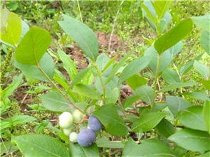 蒼溪農(nóng)林牧漁 產(chǎn)業(yè)概況與信息大全