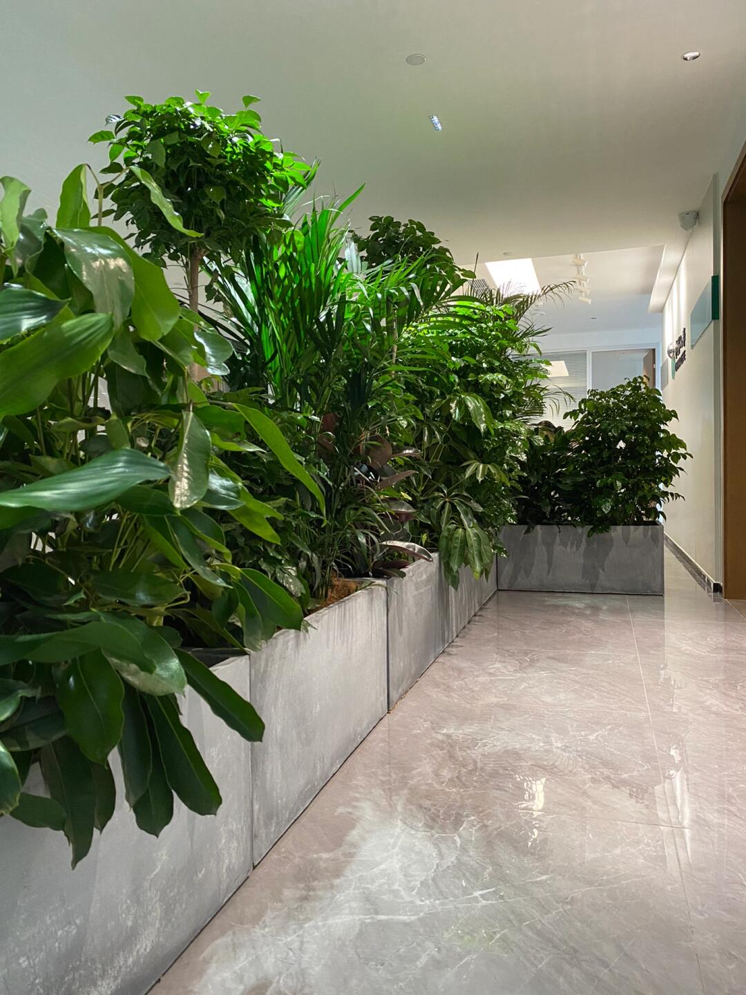 綠意空間，靈動(dòng)隔斷 專業(yè)植物租賃與造景服務(wù)打造辦公新生態(tài)