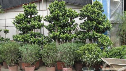 上海思羽園林綠化 專業花卉租賃，為寫字樓與生活空間注入自然生機